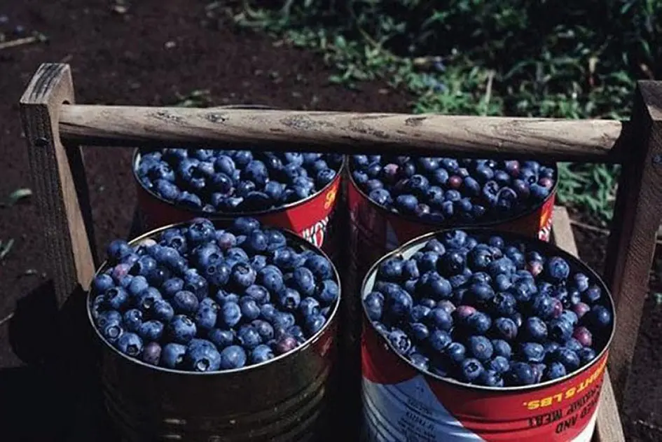 Baking with Blueberries - A cart overflowing with juicy blueberries
